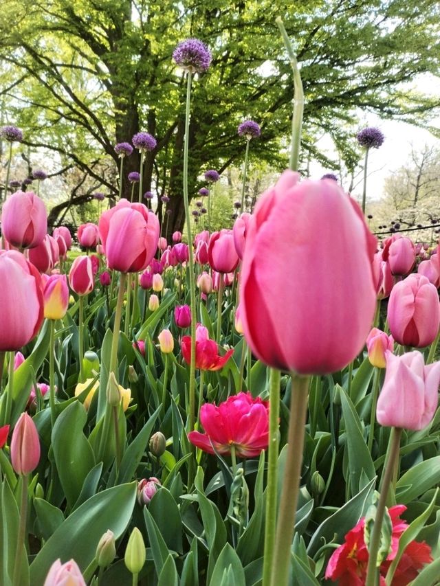 A Blooming Wonderland at Keukenhof Gardens 🌷
