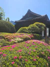 “Petals of the Past: The Sakura Crown of Tokyo”
