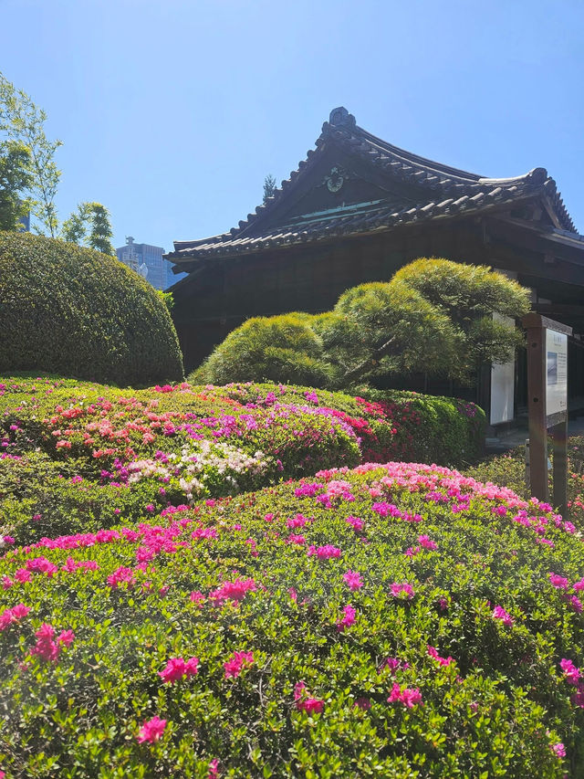 “Petals of the Past: The Sakura Crown of Tokyo”