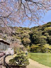 Bloom by the Boil: A Rare Spring View in Beppu’s Hell Valley