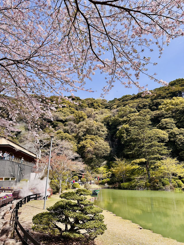 Bloom by the Boil: A Rare Spring View in Beppu’s Hell Valley