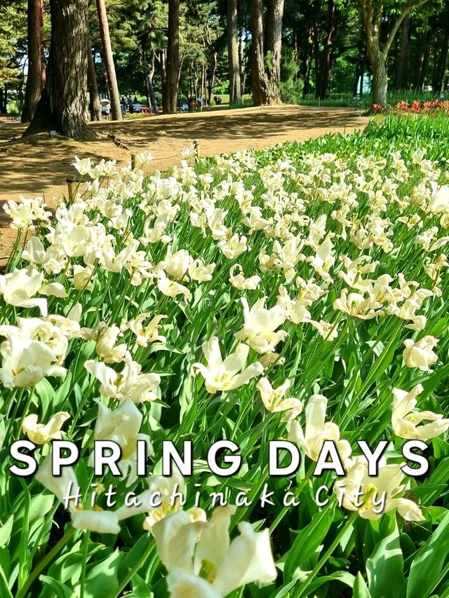 A PEACEFUL SPRING GETAWAY IN THE EASTERN KANTO REGION