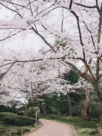 Petals of Perfection — Spring Elegance at Kenrokuen, Kanazawa