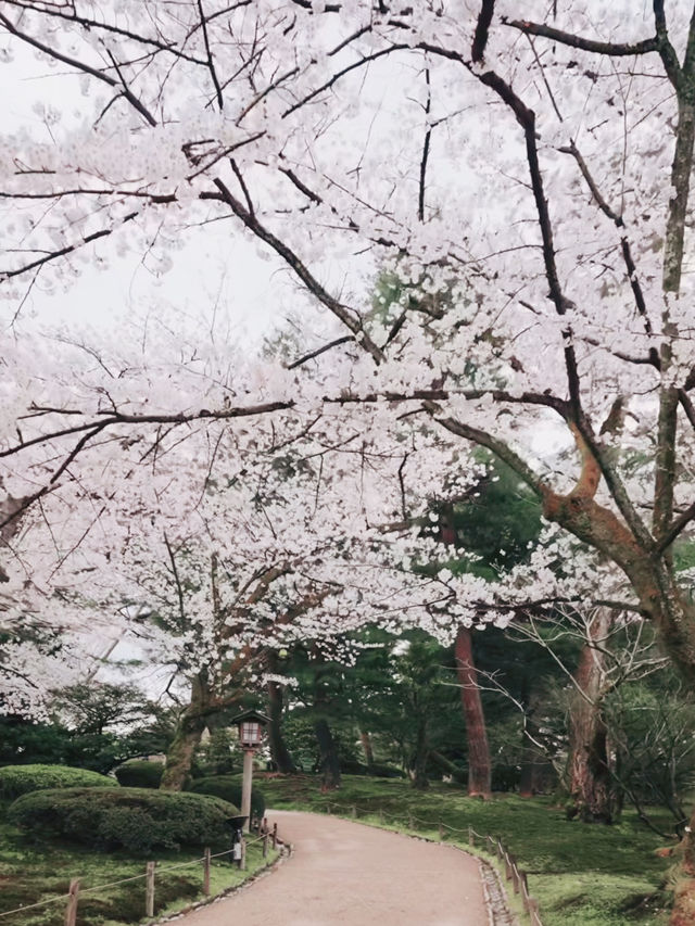 Petals of Perfection — Spring Elegance at Kenrokuen, Kanazawa