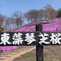 今が見頃！絶景芝桜🌸