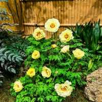 Yuushien: A Floral Paradise on Daikon Island