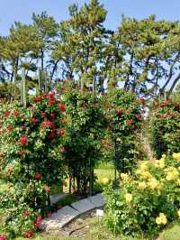 A Slow Stroll Through Sakai – Roses, Sea Breeze & Local Charm