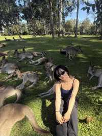 🦘🐨💕Up Close with Kangaroos at Lone Pine Sanctuary