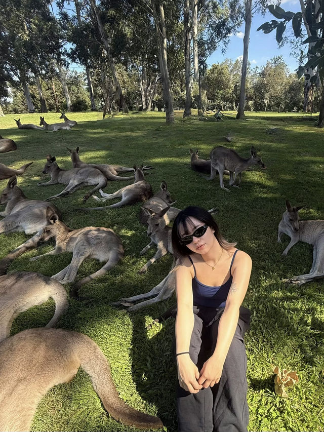 🦘🐨💕Up Close with Kangaroos at Lone Pine Sanctuary