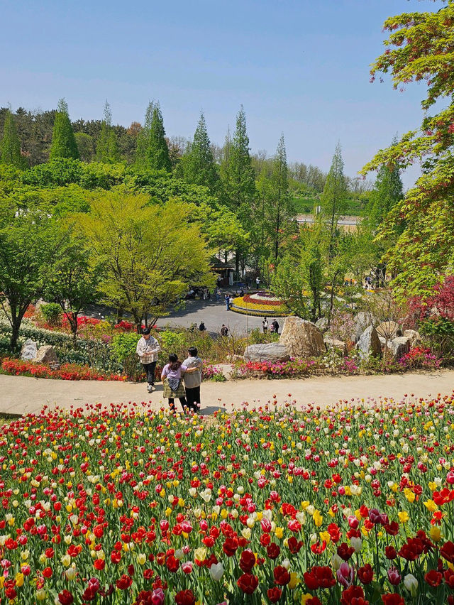 💕마음까지 환해지는 곳 아산 피나클랜드🌷🍃