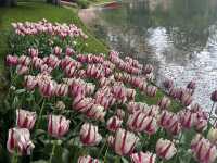 Keukenhof ทุ่งทิวลิปแดนดินสรวงสวรรค์