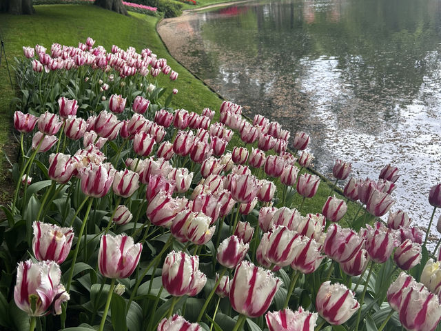 Keukenhof ทุ่งทิวลิปแดนดินสรวงสวรรค์