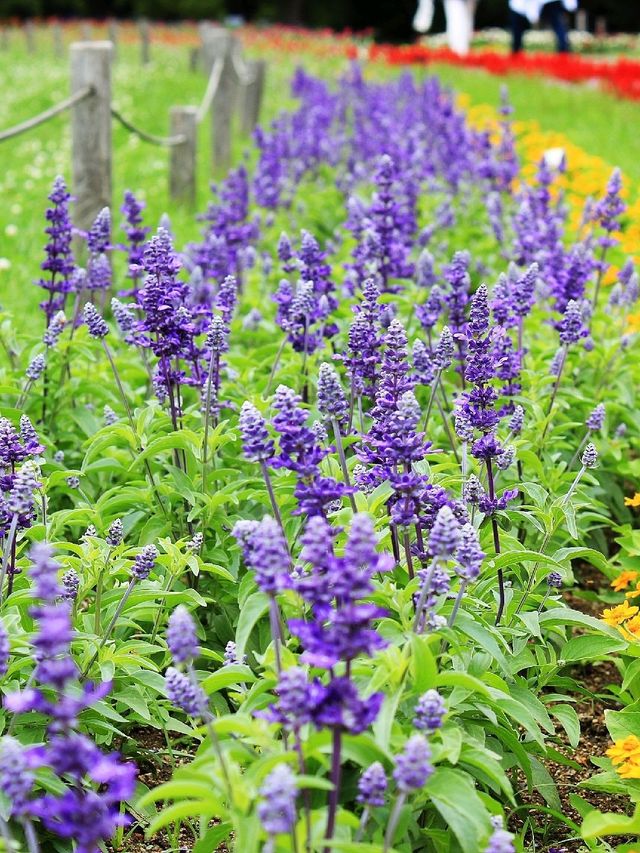 💜繡球花💙大阪長居公園