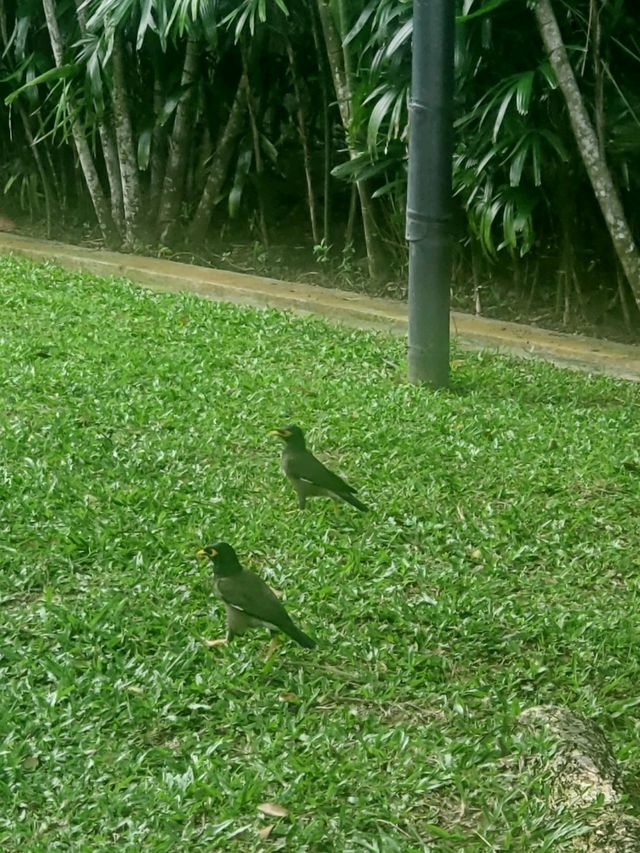 ランカウイ島のノープラン旅