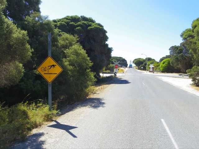 【パース🇦🇺】クオッカに会いに自転車で走り回ろう！