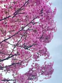 Unexpected Cherry Blossoms Moment