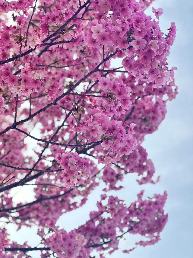Unexpected Cherry Blossoms Moment