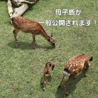 【奈良】期間限定　母子鹿の一般公開