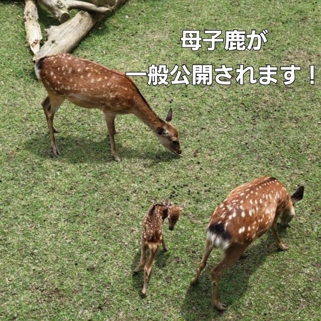 【奈良】期間限定　母子鹿の一般公開