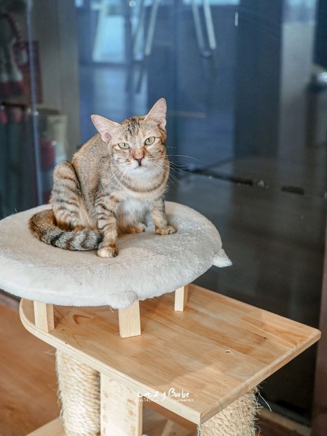 มาทะเล ก็แวะเติมแมวได้ ที่ Cat Sky Bar Cafe
