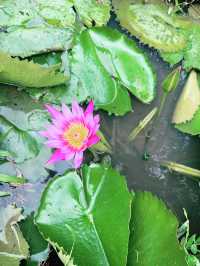 A Hidden Green Haven in the City: Kebun-Kebun Bangsar 