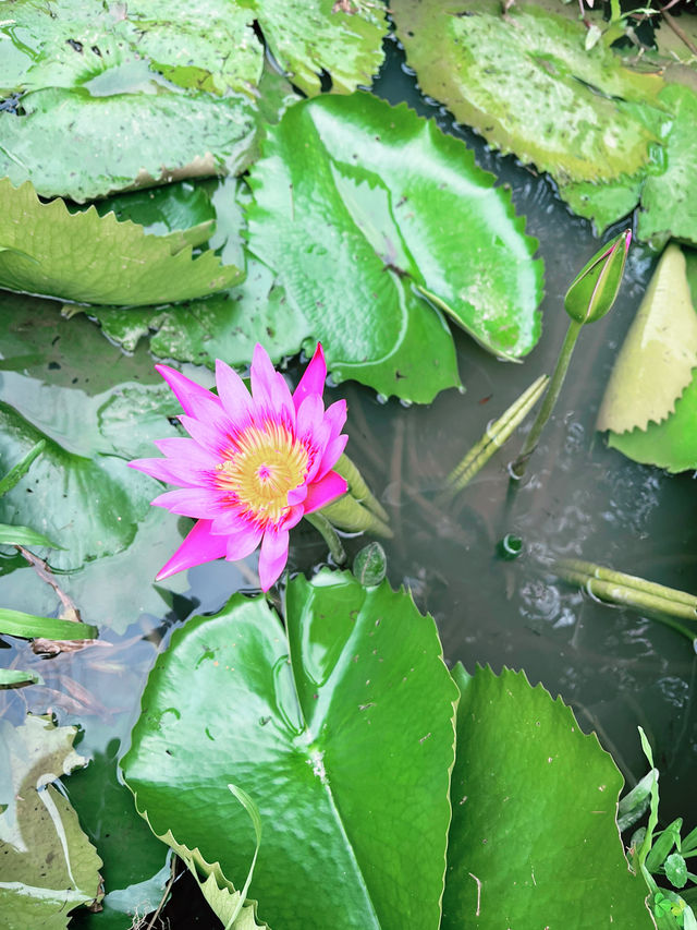 A Hidden Green Haven in the City: Kebun-Kebun Bangsar 