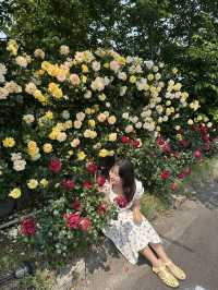 💓엔젤라 장미 맛집 요기잖아..🌹