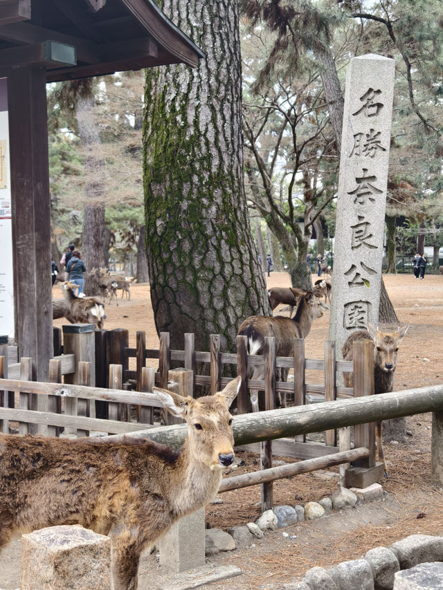 國家風景名勝區，奈良公園