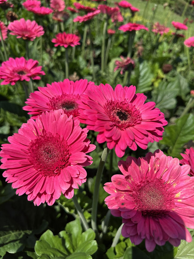 Gaze at seas of flowers 🌺 