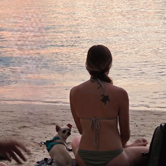 🌴🌅 **逃離地球指南｜帕岸島的100種沉淪方式** 🏍️🧘‍♀️  