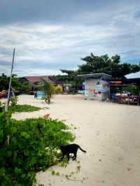 タイにある猫島🐈🇹🇭野良猫ちゃんと一緒に過ごせるリゾート・カイ島🐬🏝🌺