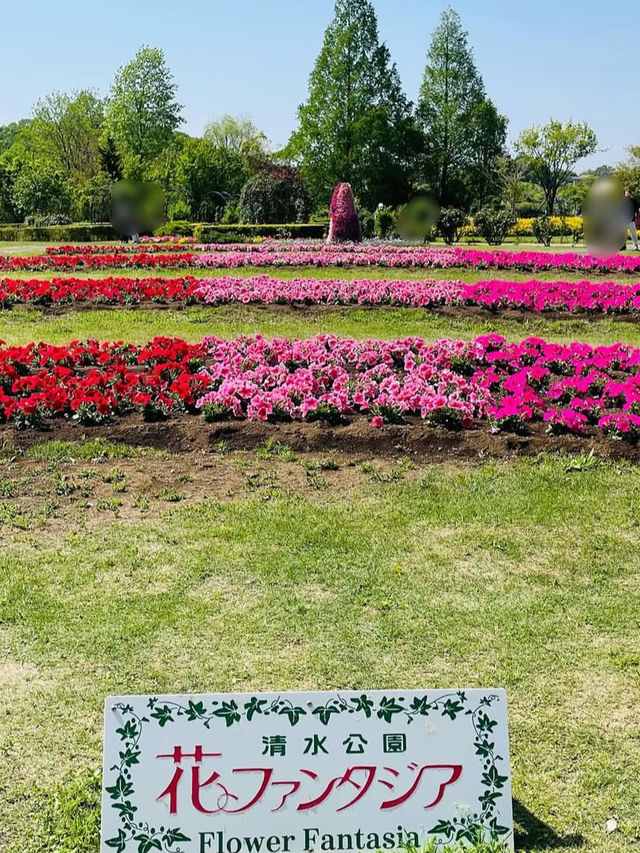 🌳自然と遊びが融合する癒しの空間「清水公園」でアクティブな休日を
