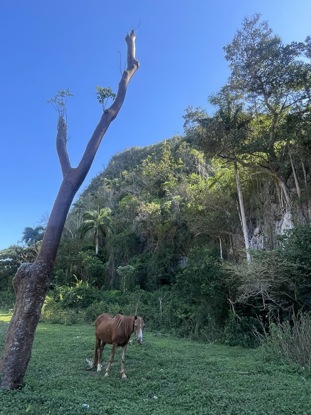Connecting with nature in Cuba 