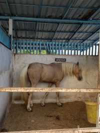 Giddy Up, Cyberjaya! Exploring 3S Equestrian for a Weekend Reset
