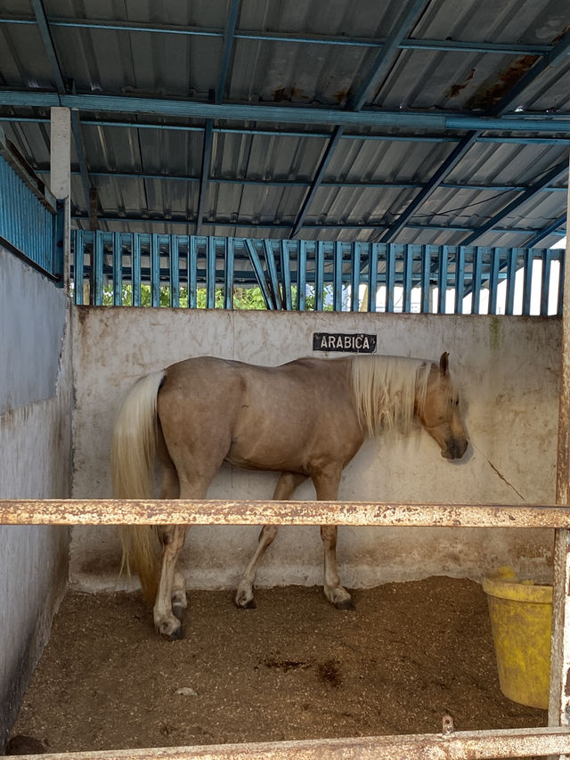 Giddy Up, Cyberjaya! Exploring 3S Equestrian for a Weekend Reset
