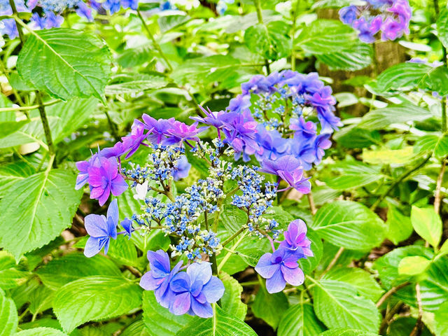 鎌倉花季～長谷寺紫陽花路