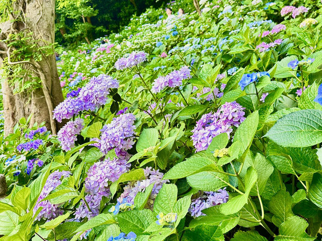 鎌倉花季～長谷寺紫陽花路