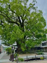 【福岡】期間限定🌟太宰府天満宮の魅力⛩️