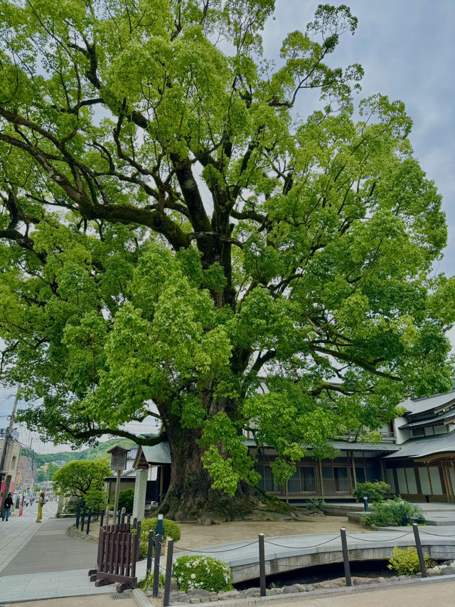 【福岡】期間限定🌟太宰府天満宮の魅力⛩️