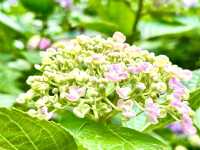 鎌倉花季～長谷寺紫陽花路