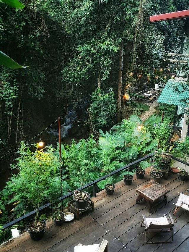 🍃 นอนริมลำธารกันมั้ย? ที่ Bee Forest แม่ออน 🌿