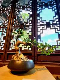 Time-honored Bonsai collection at the Bonsai Garden