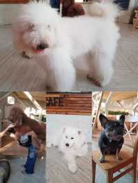 "The cutest dog café 🐶 @ Dog in Town!”