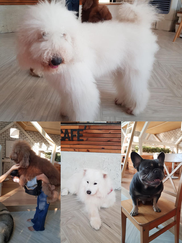 "The cutest dog café 🐶 @ Dog in Town!”