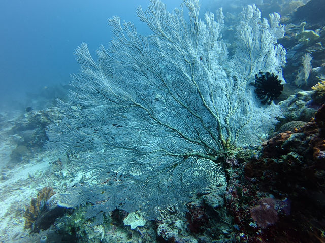 🌊🐠 Dive into Paradise: My Unforgettable Experience at Pom Pom Island, Semporna! 🐠🌊