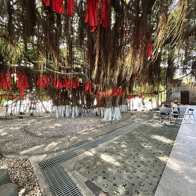 🌴 The Silent Witness: Hulishan’s Ancient Banyan Tree Whispers War & Peace!