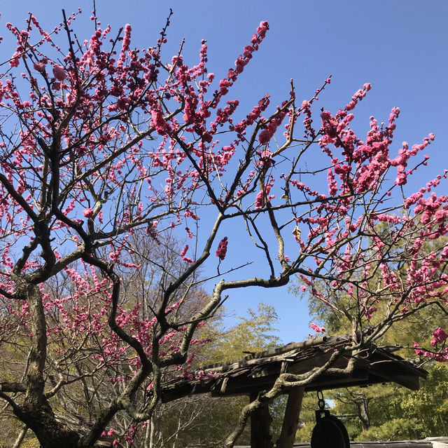 姬路-好古園（建議可以買姬路城套票1050円）