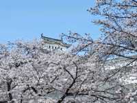 古城與櫻花的浪漫邂逅/姬路城/白鷺城