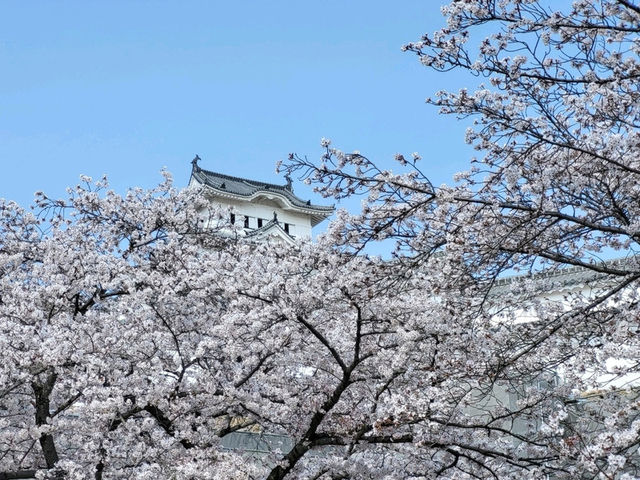 古城與櫻花的浪漫邂逅/姬路城/白鷺城