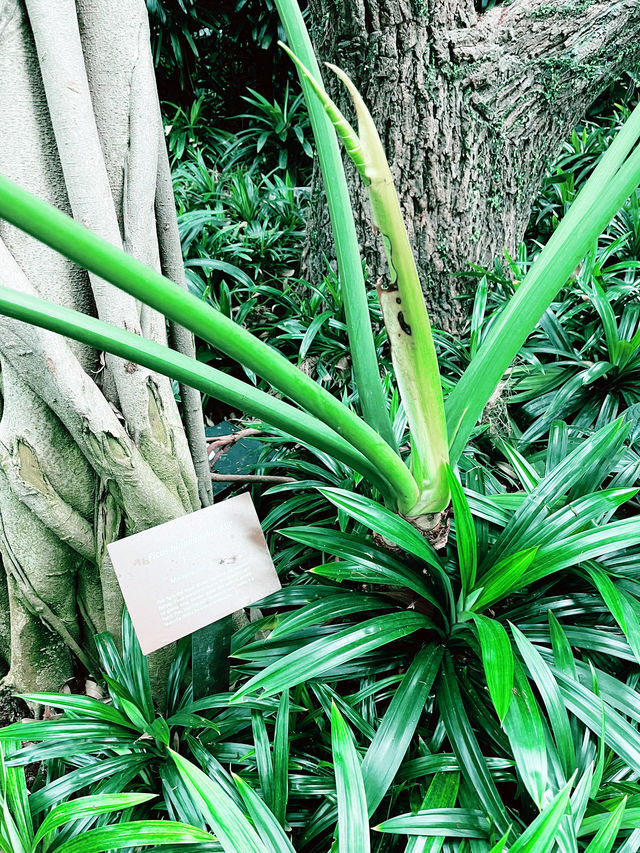Discover the Enchanting Topiary Walk at Canopy Park, Jewel Changi 🌿✨